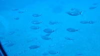 Fische